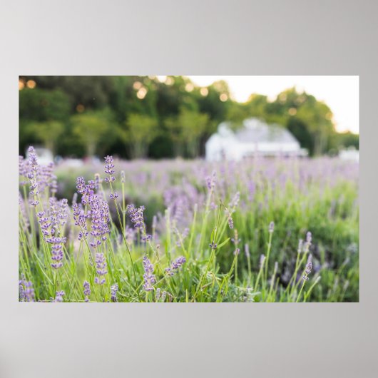 Serene Lavender Field Poster (Vorne)