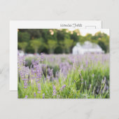 Serene Lavender Fields Postkarte (Vorne/Hinten)