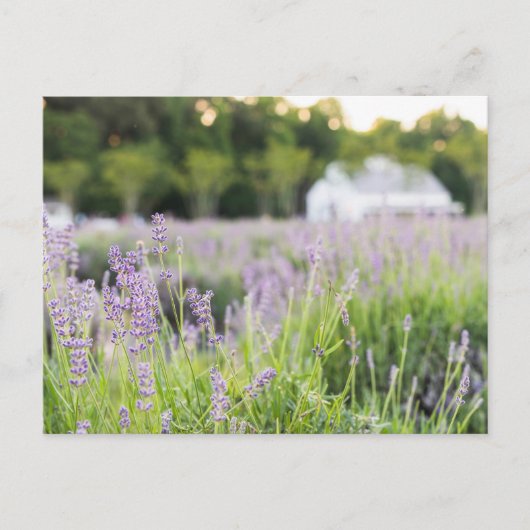 Serene Lavender Fields Postkarte (Vorderseite)