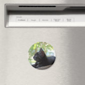 Serene Magnet (In Situ (Geschirrspüler))