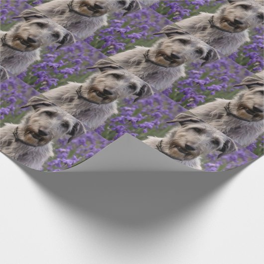 Serene Majesty: Wolfhound sitzt in einer Lila Iris Geschenkpapier (Ecke)