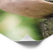 Serene Mourning Dove Sätze auf Zaun Fotodruck (Ecke)