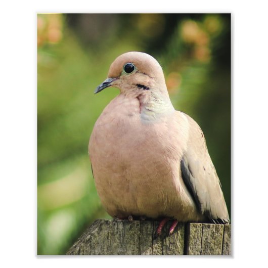 Serene Mourning Dove Sätze auf Zaun Fotodruck (Vorne)