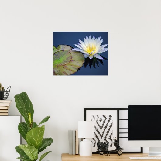 Serene Water Lily Poster (Heimbüro)