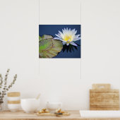 Serene Water Lily Poster (Küche)