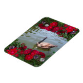 Serengans aus Wildteich der Rose Magnet (Linke Seite)