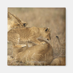 Serengeti Nationalpark, Tansania Magnet