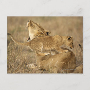 Serengeti-Nationalpark, Tansania Postkarte