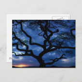 Serengeti-Nationalpark, Tansania Postkarte (Vorne/Hinten)