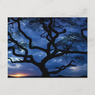 Serengeti-Nationalpark, Tansania Postkarte