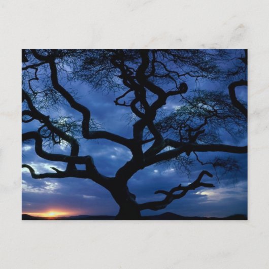 Serengeti-Nationalpark, Tansania Postkarte (Vorderseite)