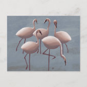 Serengeti Pink Flamingos | Safari wild Postkarte (Vorderseite)
