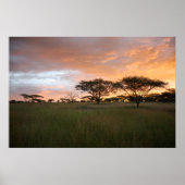 Serengeti Sunset Poster (Vorne)