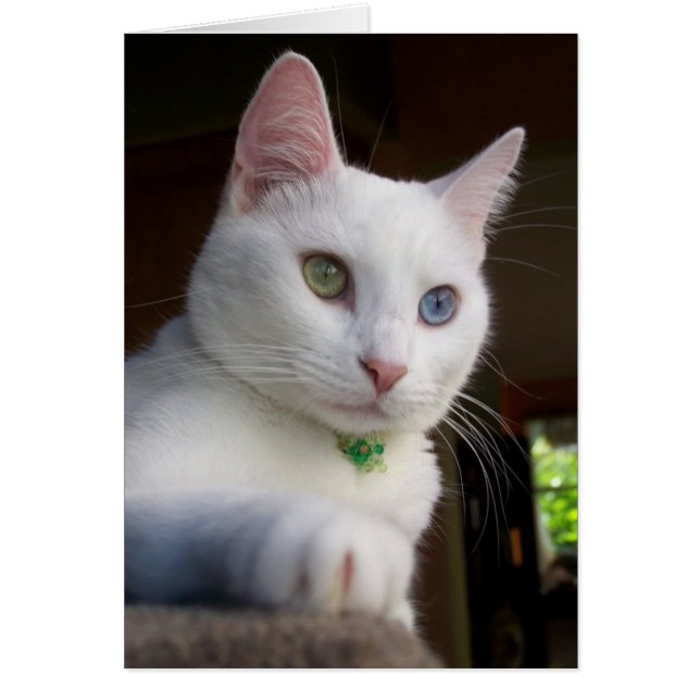 Serenity Card (Vorne)