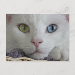 Serenity close-up Postcard Postkarte