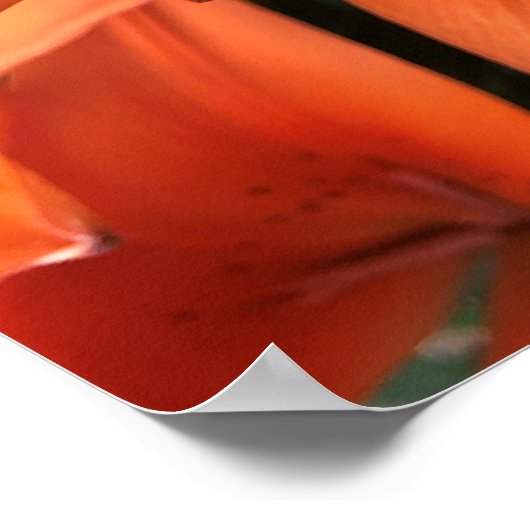 Serenity Prayer Orange Lily Blume Foto Poster (Ecke)