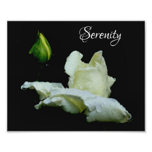 Serenity White Rosenknospe Inspirational Words 8x1 Fotodruck