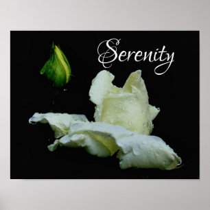 Serenity White Rosenknospe Inspirational Words Poster