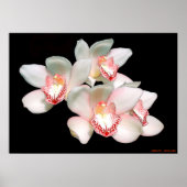 SERENZ POSTER (Vorne)