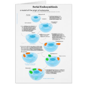 Serielle Endosymbiose Theoretische Mitochondrien P
