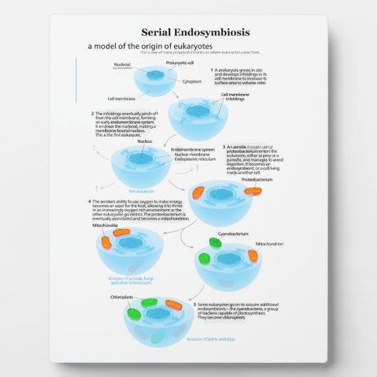 Serielle Endosymbiose Theoretische Mitochondrien P Fotoplatte (Vorderseite)