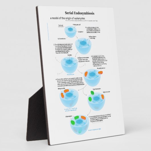 Serielle Endosymbiose Theoretische Mitochondrien P Fotoplatte (Seite)