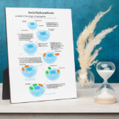 Serielle Endosymbiose Theoretische Mitochondrien P Fotoplatte (Seite)