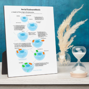 Serielle Endosymbiose Theoretische Mitochondrien P Fotoplatte