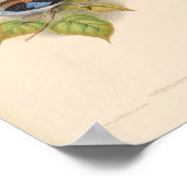 Serilophus-Lunatus-Vintager asiatischer Vogel Poster (Ecke)