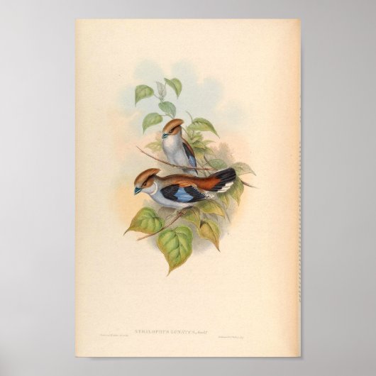 Serilophus-Lunatus-Vintager asiatischer Vogel Poster (Vorne)