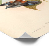 Serilophus Rubropygius Vintager asiatischer Vogel Poster (Ecke)