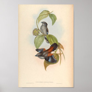 Serilophus Rubropygius Vintager asiatischer Vogel Poster