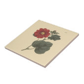 Seringapatam Hollyhock Botanische Illustration Fliese (Seite)