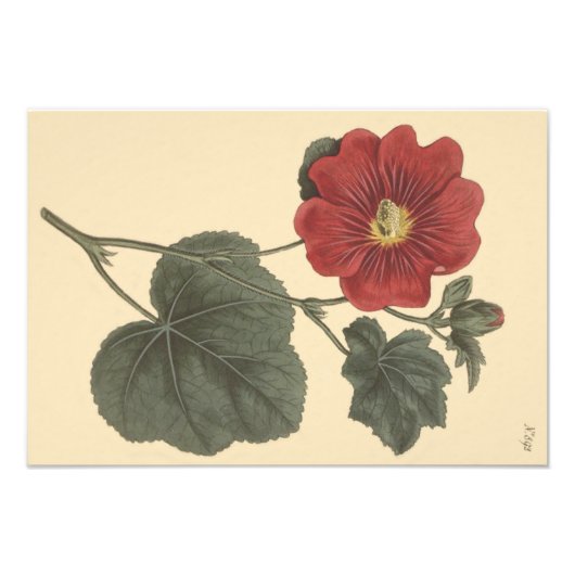 Seringapatam Hollyhock Botanische Illustration Fotodruck (Vorne)
