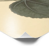 Seringapatam Hollyhock Botanische Illustration Fotodruck (Ecke)