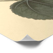 Seringapatam Hollyhock Botanische Illustration Poster (Ecke)