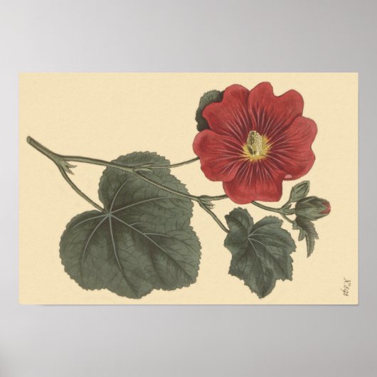 Seringapatam Hollyhock Botanische Illustration Poster (Vorne)