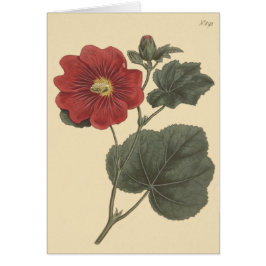 Seringapatam Hollyhock Illustration
