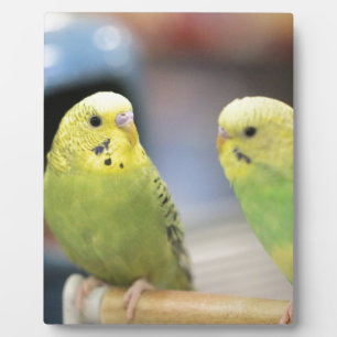 Seriöse Keets Fotoplatte