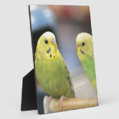 Seriöse Keets Fotoplatte (Seite)