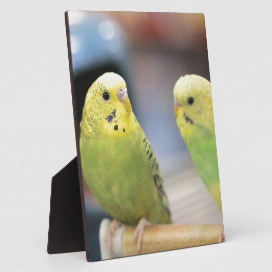 Seriöse Keets Fotoplatte (Seite)