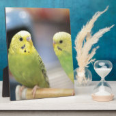 Seriöse Keets Fotoplatte (Seite)