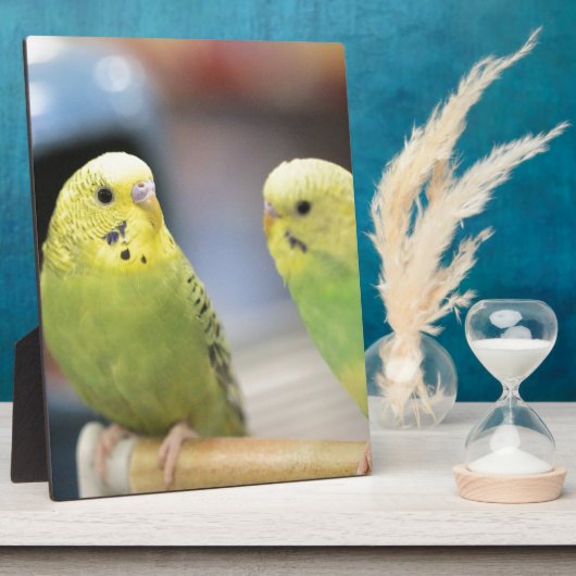 Seriöse Keets Fotoplatte (Seite)