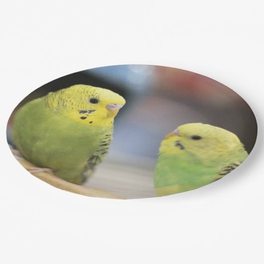 Seriöse Keets Pappteller (Schrägansicht)