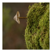 Seriöser Pilz im moosigen Wald Kunstprint