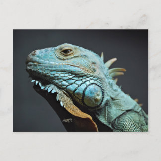 Serious Iguana Portrait Postkarte