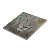 Serious Lion Stare Fliese (Seite)