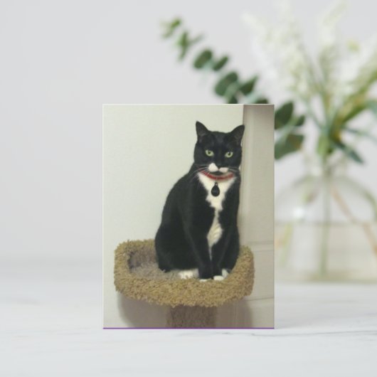 Serious Lucy Postkarte (Stehend Vorderseite)