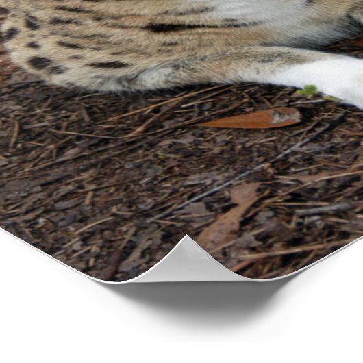 serval 003 poster (Ecke)