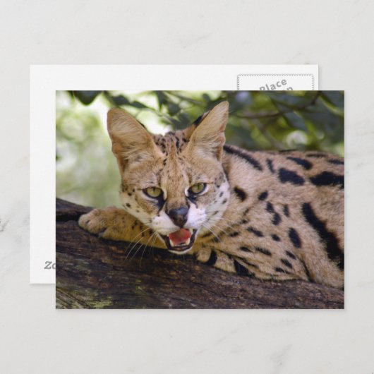 Serval 013 postkarte (Vorne/Hinten)